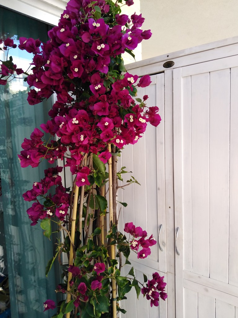 Detalle terraza apartamento Paraíso Beach