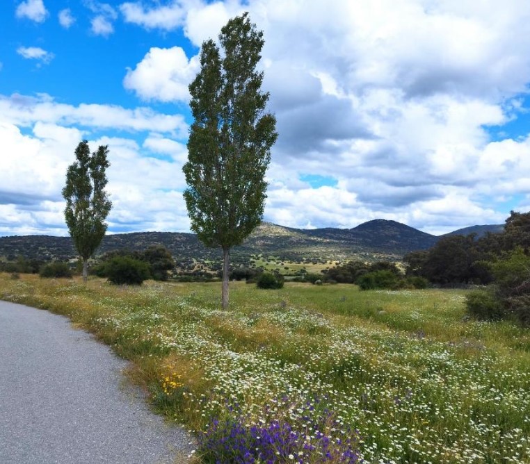 Camino de la Ermita de San Antonio, en Navas de San Antonio